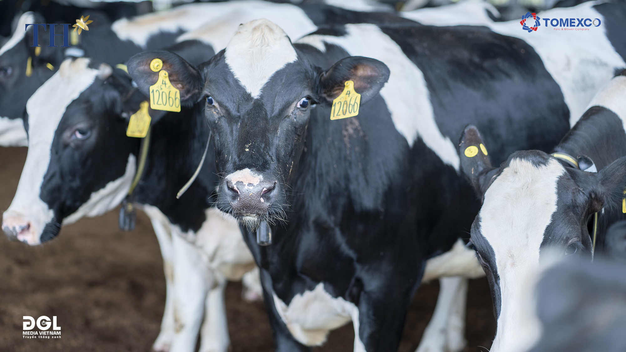 TOMEXCO thi công quạt làm mát cho trang trại bò sữa TH Phú Yên